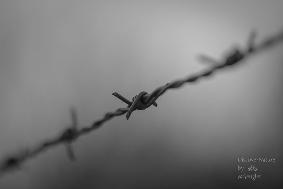 Prikkeldraad.