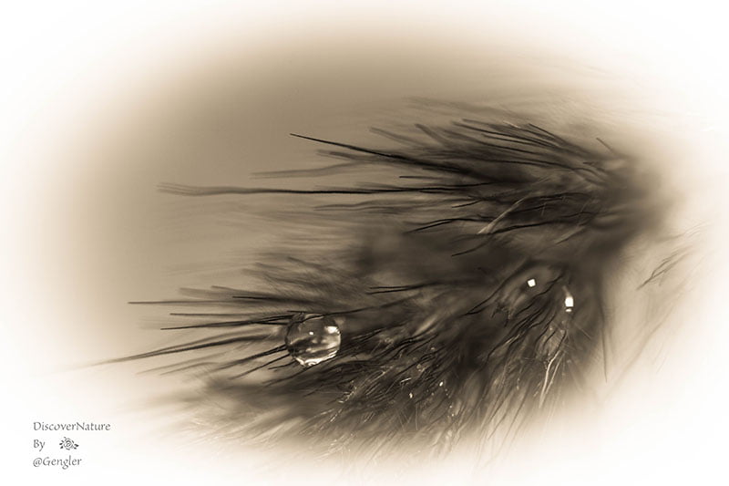 Waterdruppel.