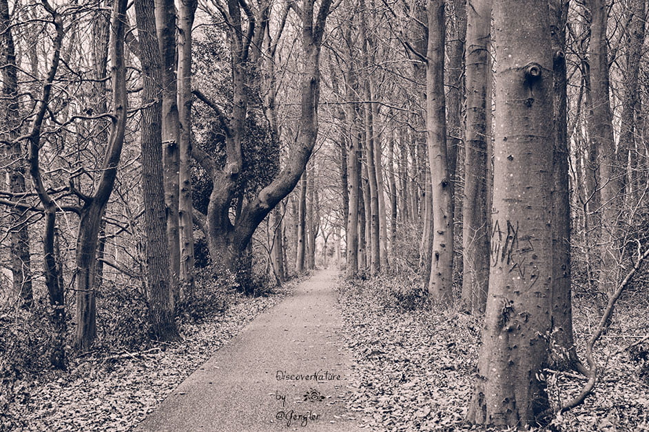 Het fietspad tussen Valthe en Exloo in de provincie Drenthe/ Nederland.