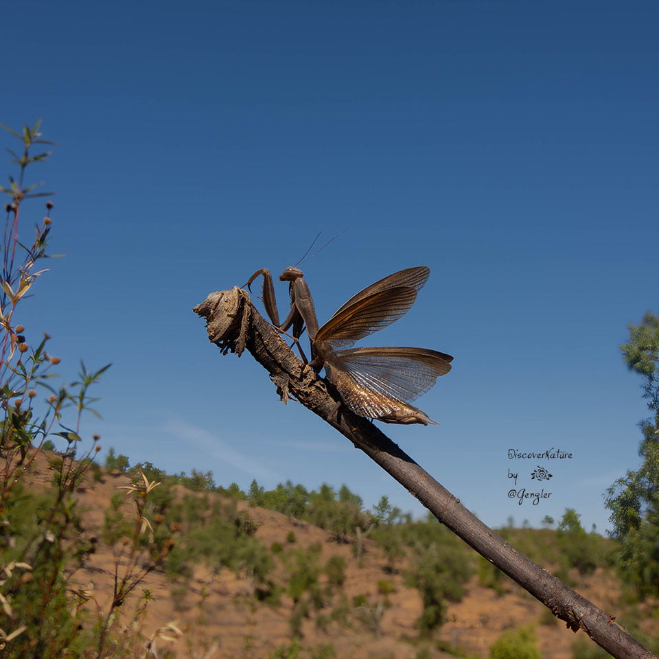 
Gewone bidsprinkhaan/European grasshopper