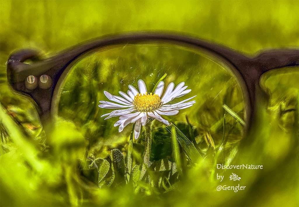 Madeliefje / Bellis perennis