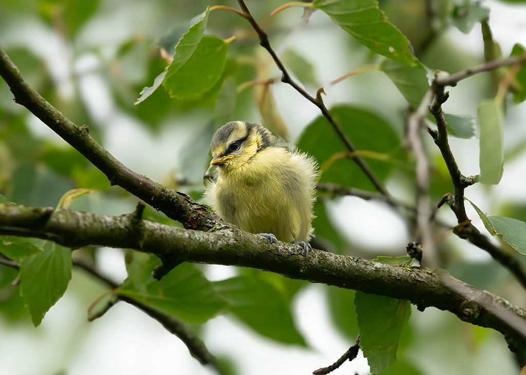 Jonge pimpelmees net uit het nest.