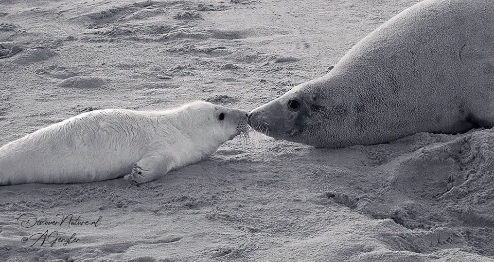 Grijze zeehond met jong