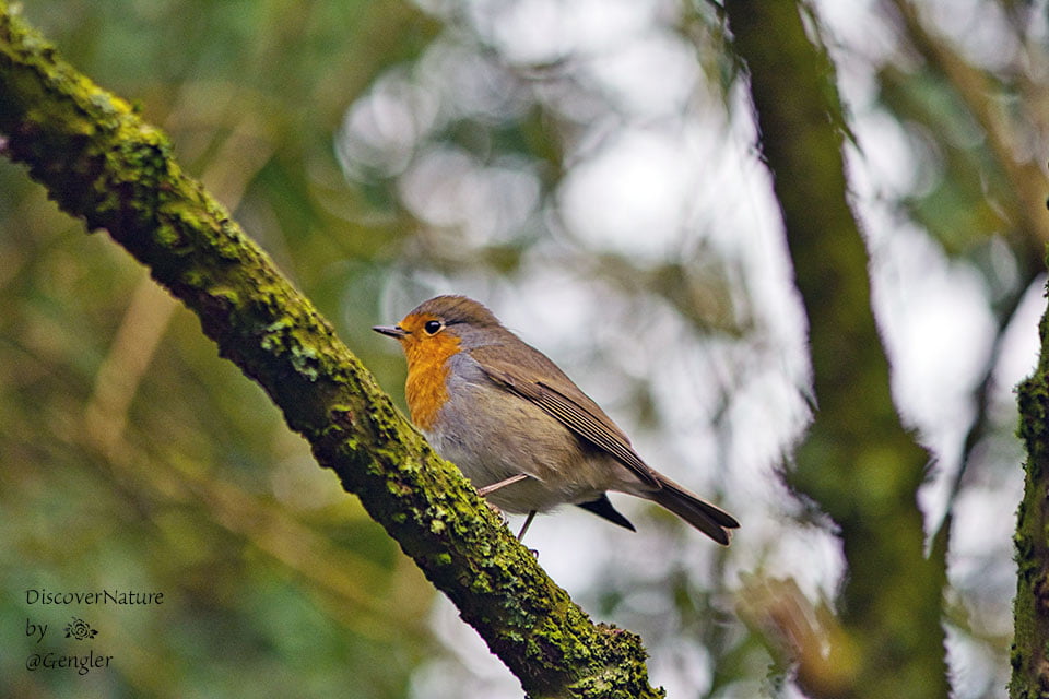 Roodborstje / Robin