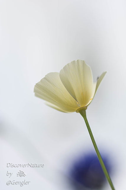 Slaapmutsje, Eschscholzia californica