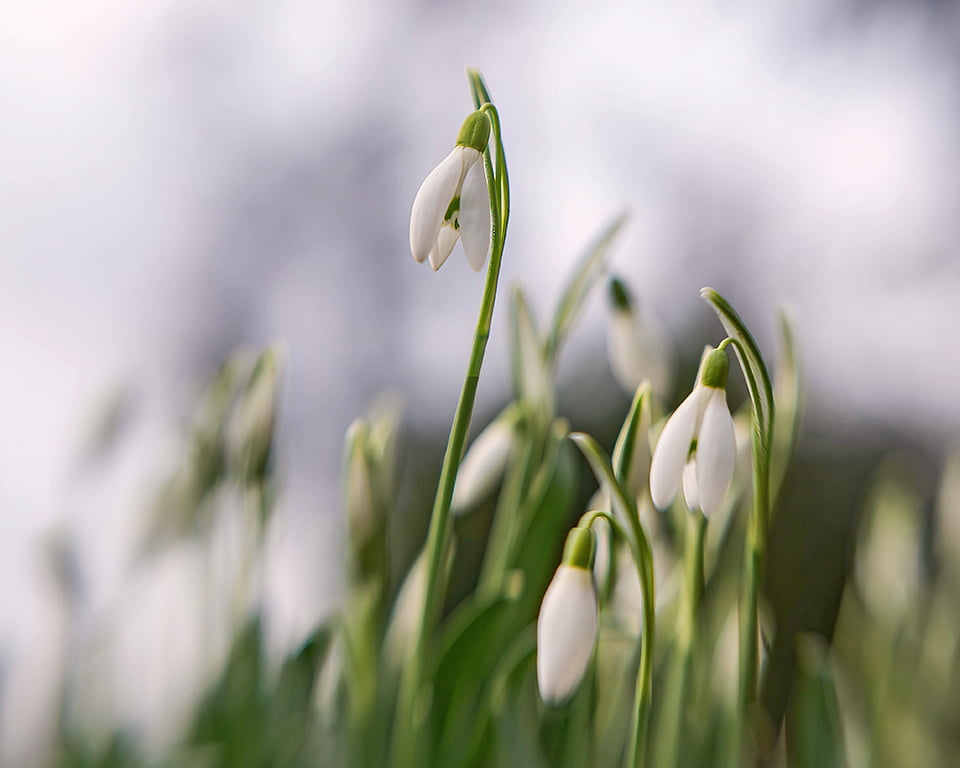 De sneeuwklokjes bloeien weer