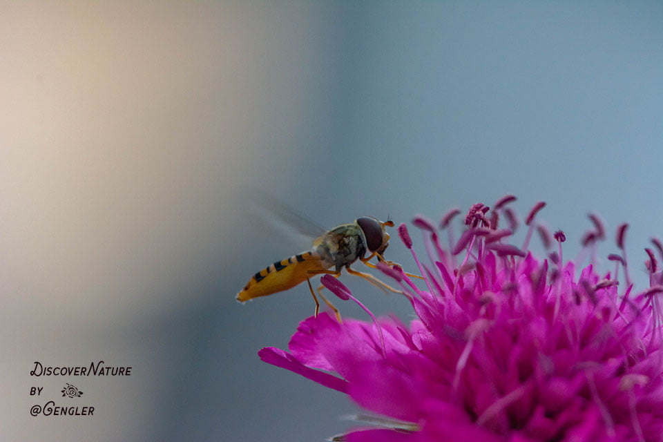Zweefvlieg (Syrphidae).