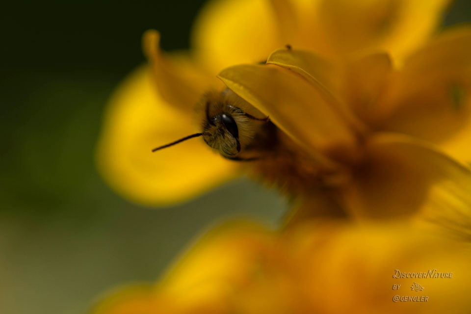 Honingbij / Apis mellifera