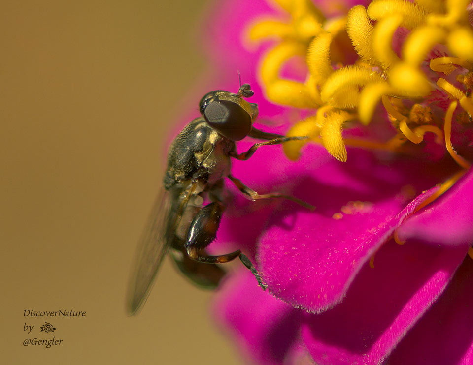 Vlieg geniet van de Zinnia.